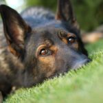 Dogs Outsmart Doctors—Parkinson’s Clues Exposed Close up of a dog resting on green grass