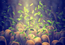 Green bacteria among intestine lining cells, microscopic view.