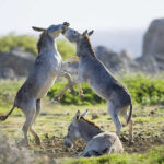 Democrat Civil War ERUPTS Over Texas Two donkeys playfully spar, one donkey rests nearby.