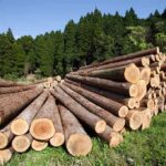 Stacked logs in a green forested area