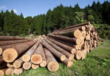 Massive Overhaul: Forest Service Heads West Stacked logs in a green forested area
