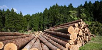 Stacked logs in a green forested area