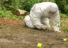 Chilling Bear Encounter: Hiker’s Gruesome End Forensic investigator in a protective suit collecting evidence from the ground