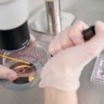 Stanford’s Lab Viruses? AI Did It Gloved hands manipulating samples under a microscope in a petri dish