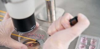 Gloved hands manipulating samples under a microscope in a petri dish