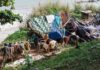Displaced Palestinians Face Long Road Back to Gaza makeshift shelter near a beach with tarps and clothes drying
