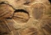 Trilobite fossils embedded in sedimentary rock