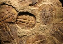 Animal Life May Date Back 800 Million Years Trilobite fossils embedded in sedimentary rock