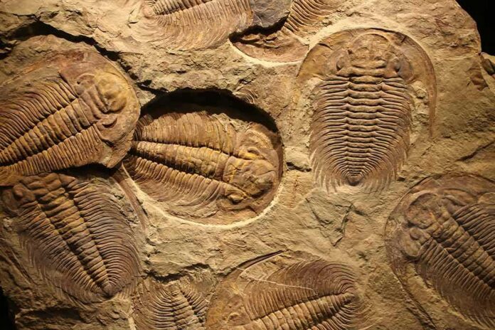 shutterstock_244788457 Trilobite fossils embedded in sedimentary rock