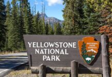 Dashcam Captures Bison Slamming Into Truck Yellowstone National Park entrance sign beside a forested road